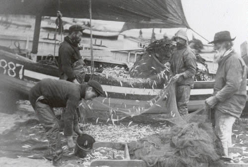 A substantial catch of sprats being landed on Southwold beach