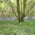 Reydon Wood in bluebell time