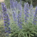 Vipers Bugloss