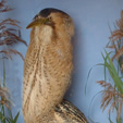 Stuffed Bittern  in the museum collection