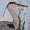 Stufed heron in the museum's collection