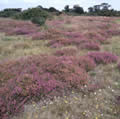 Ling and Heather on Walberswick Commom