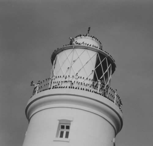 Southwold Lighthouse lantern covered in birds ready for migration