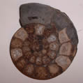 ammonite